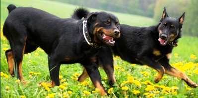 Attitüdenhunde Westerwald -mobiles Training für Hund & Mensch